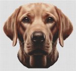 (image for) Fox Red Labrador Retriever
